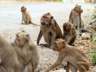 Histeris! Jagung Gagal Panen Diserang Monyet, Petani di Sumenep Berharap Jalan Keluar dari Pemerintah
