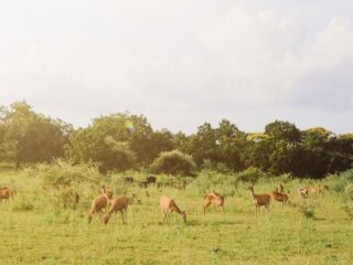 Taman Nasional Baluran Banyuwangi: Little Africa di Jawa