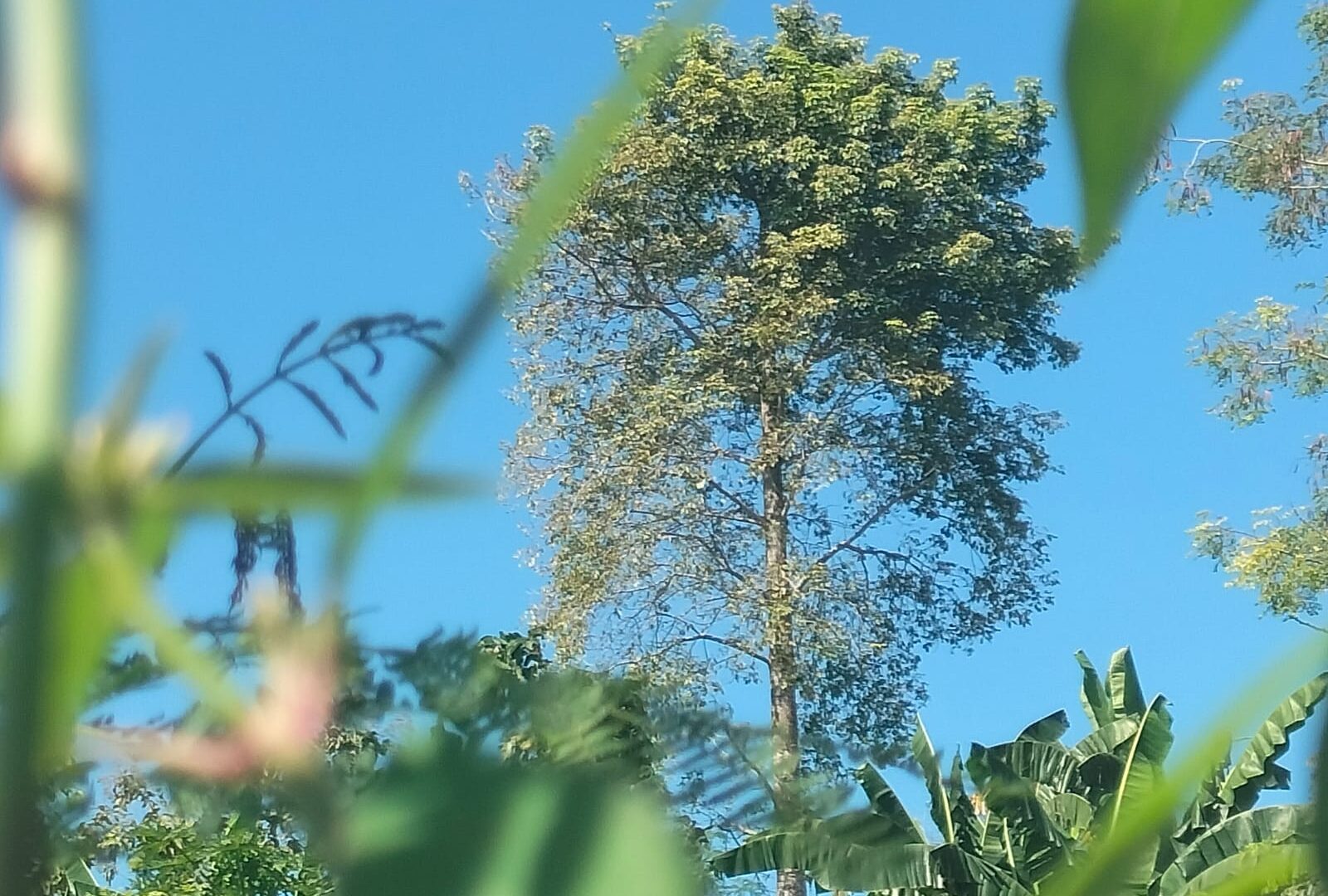 Pohon Nangger di Desa Bakeong, Penanda Alam Pergantian Musim yang Lebih Dipercaya Ketimbang BMKG