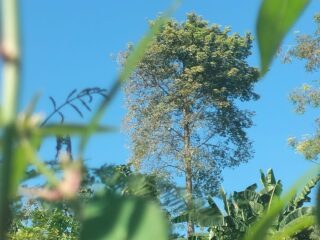 Pohon Nangger di Desa Bakeong, Penanda Alam Pergantian Musim yang Lebih Dipercaya Ketimbang BMKG