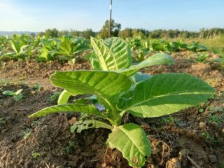 Daun Emas Petani Pamekasan Madura
