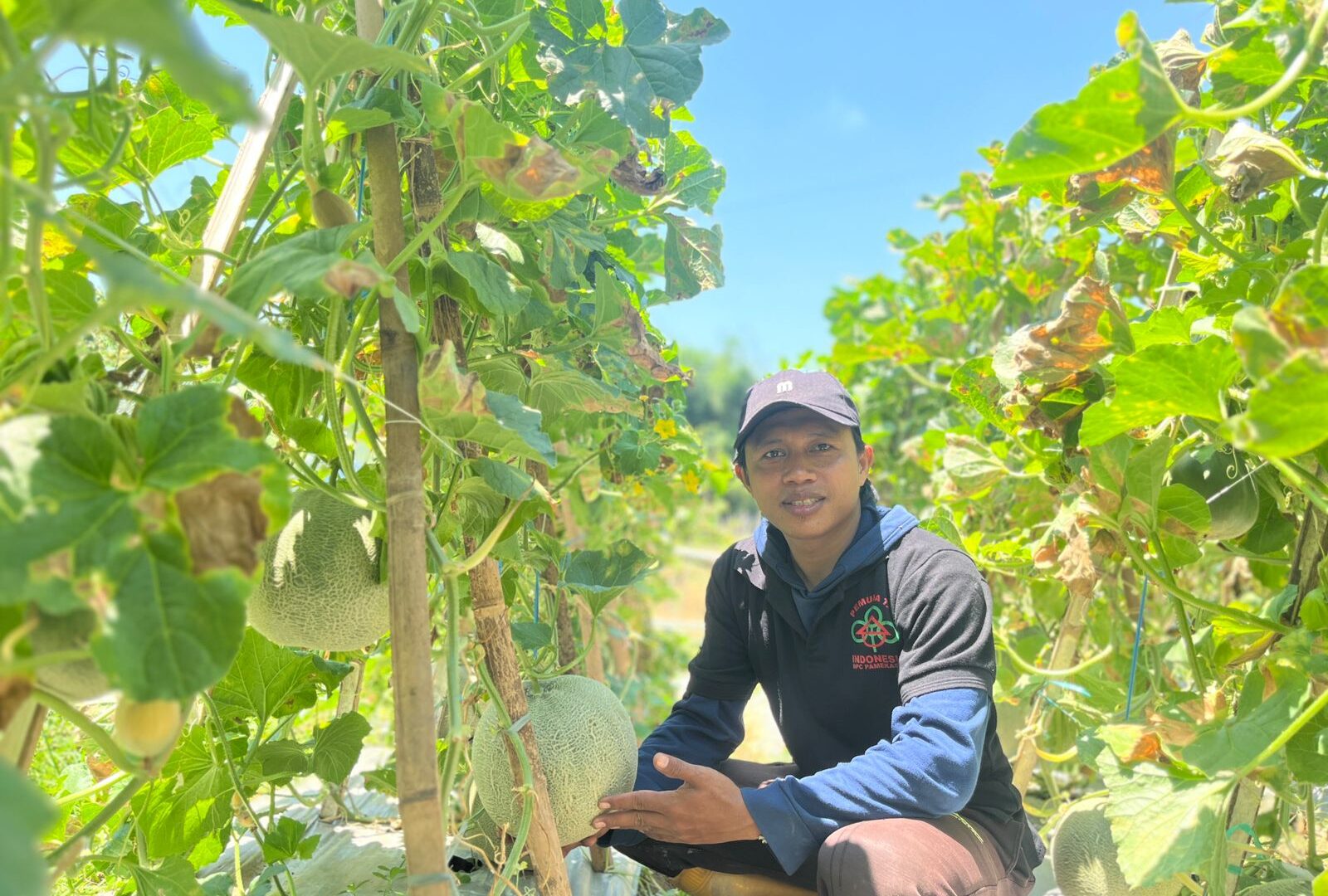 Tanam Melon dan Semangka, Pemuda Tani Pamekasan Sulap Lahan Hingga Beromset Jutaan Rupiah