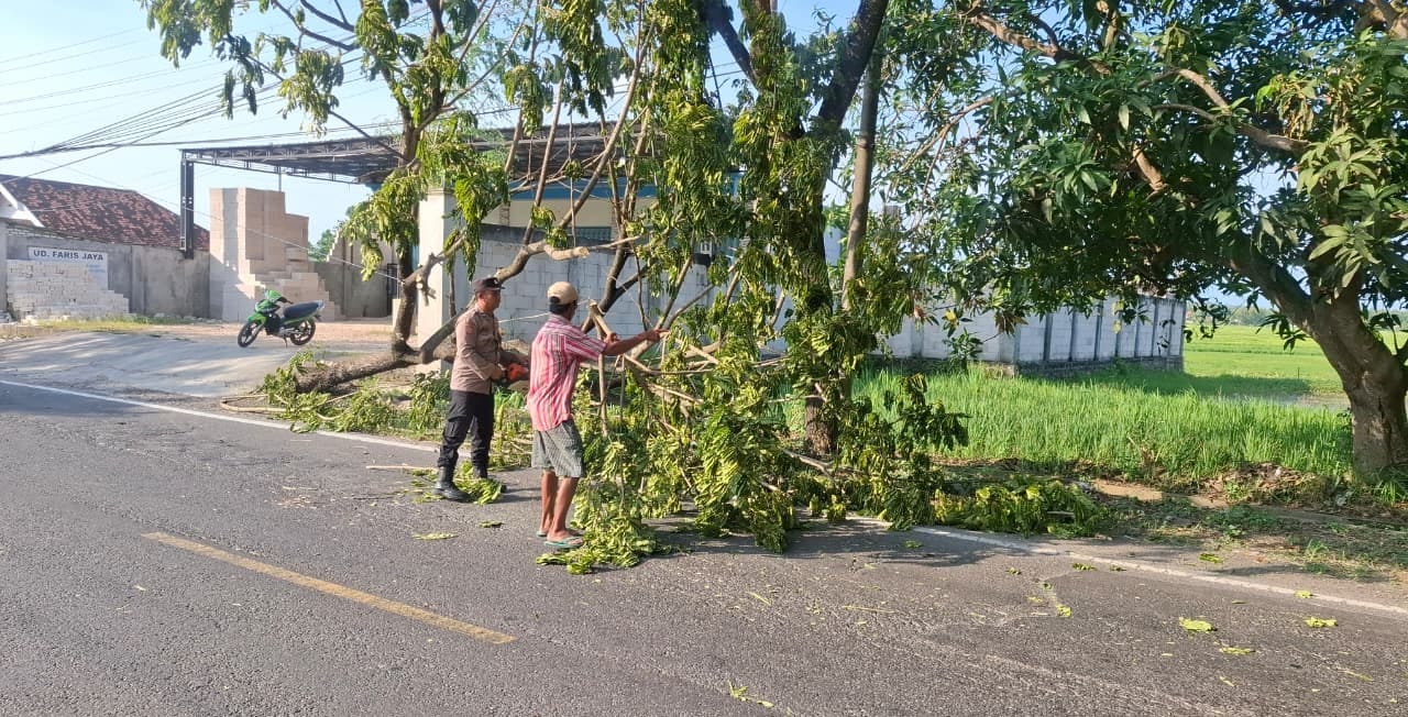 Pohon Tumbang Tutup Akses Jalan Jrengik, Personel Polres Sampang Bergerak Cepat Lakukan Evakuasi