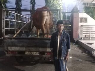 Sapi Warga Kwanyar Digondol Maling Saat Subuh, Nyaris Laku Ditransaksikan di Galis