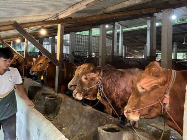 Jelang Iduladha, Katandur Farm Pamekasan Sediakan 120 Sapi untuk Dipinang