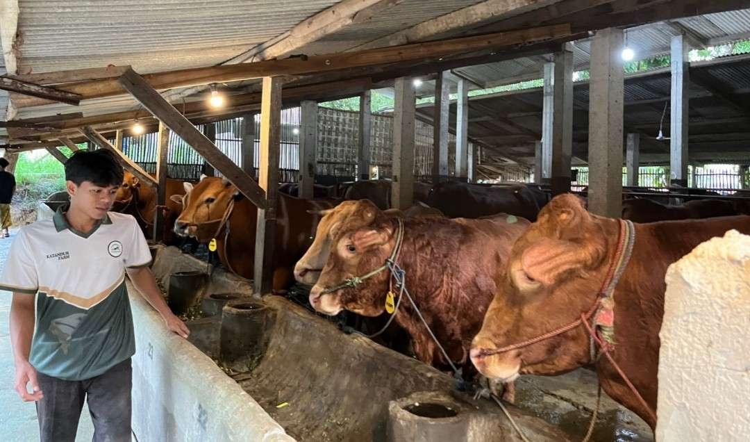 Jelang Iduladha, Katandur Farm Pamekasan Sediakan 120 Sapi untuk Dipinang