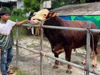 Presiden Prabowo Beli Sapi Dari Pamekasan Berbobot 1,1 Ton