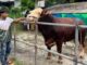 Presiden Prabowo Beli Sapi Dari Pamekasan Berbobot 1,1 Ton
