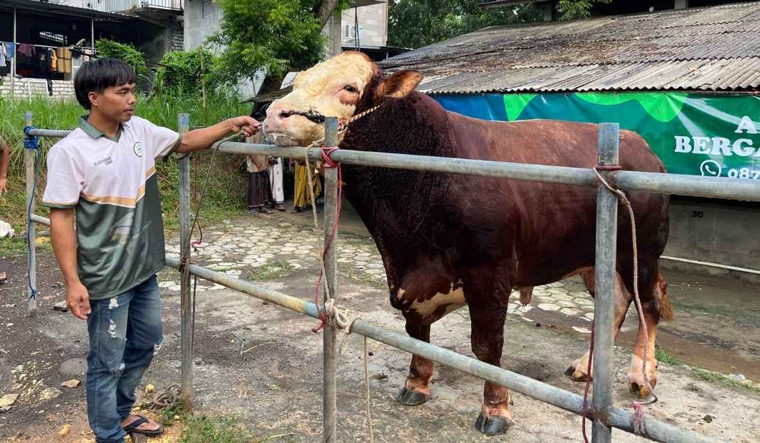 Presiden Prabowo Beli Sapi Dari Pamekasan Berbobot 1,1 Ton