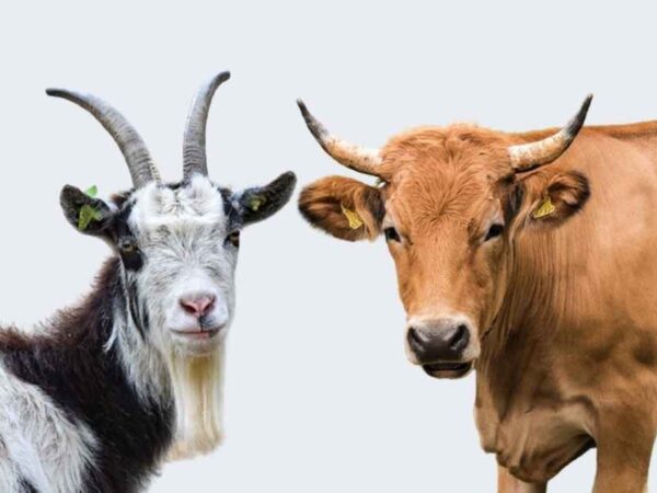 Pemkab Pamekasan Gelontorkan Rp392 Juta Beli Sapi dan Kambing Hari Raya Iduladha