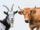Pemkab Pamekasan Gelontorkan Rp392 Juta Beli Sapi dan Kambing Hari Raya Iduladha