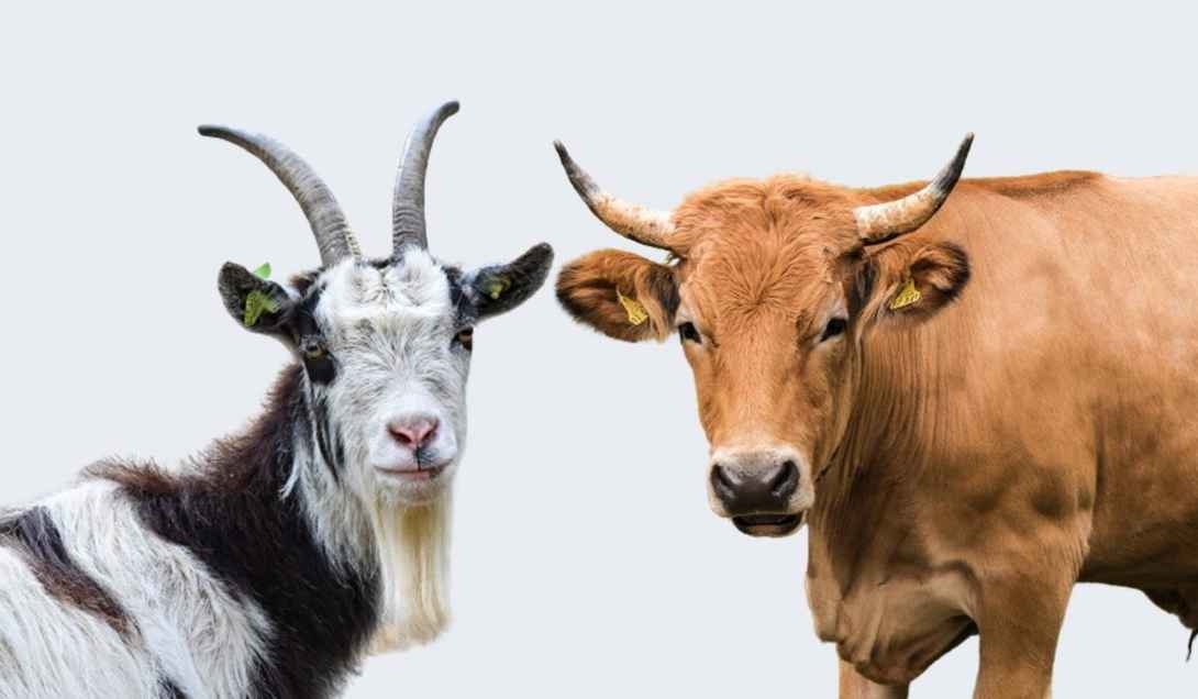 Pemkab Pamekasan Gelontorkan Rp392 Juta Beli Sapi dan Kambing Hari Raya Iduladha