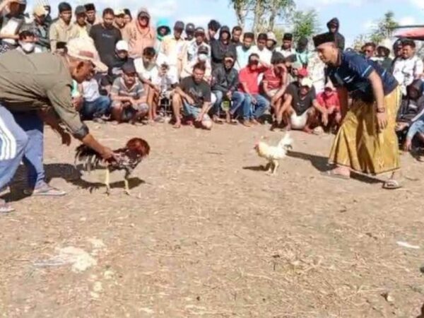 Dugaan Sabung Ayam Dekat Pesantren, Warga Sokobanah Sampang Berharap Adanya Penertiban