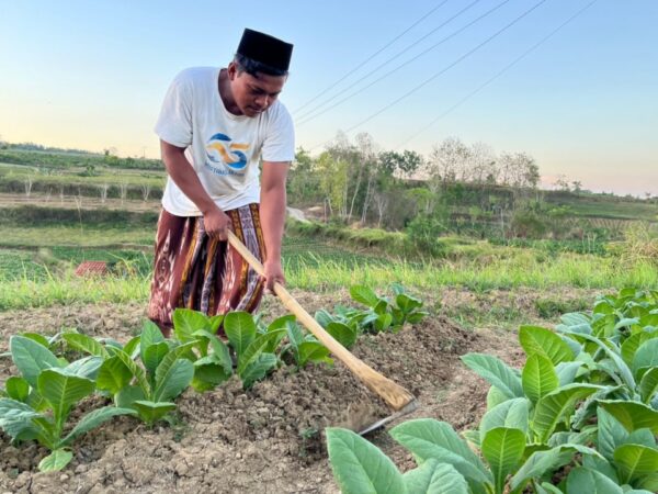 Memasuki Panen Raya, Petani Tembakau Pamekasan Harapkan Harga 2026 Naik
