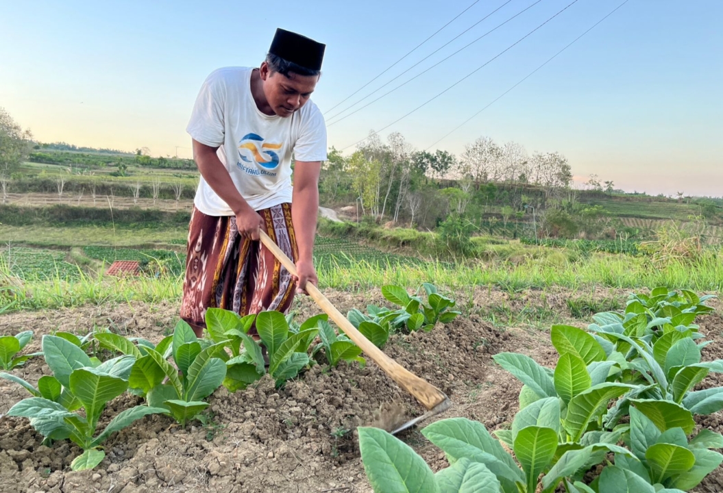 Memasuki Panen Raya, Petani Tembakau Pamekasan Harapkan Harga 2026 Naik