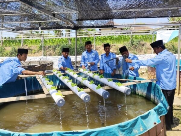 KKN Posko 58 Mahasiswa UA Kelola Limbah Air Kolam Lele menjadi Vitamin bagi Tanaman Selada