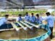 KKN Posko 58 Mahasiswa UA Kelola Limbah Air Kolam Lele menjadi Vitamin bagi Tanaman Selada