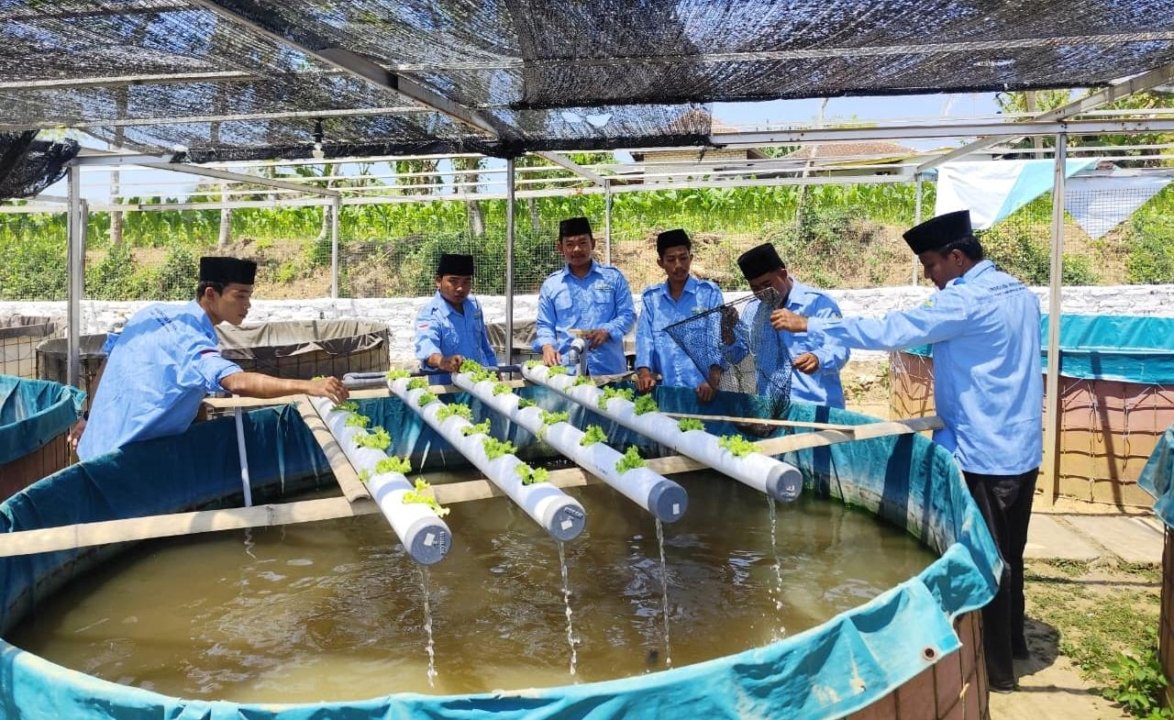 KKN Posko 58 Mahasiswa UA Kelola Limbah Air Kolam Lele menjadi Vitamin bagi Tanaman Selada
